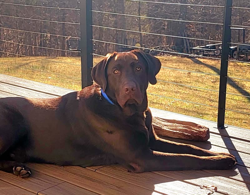 A chocolate Labrador lying on a sunlit wooden deck with a lawn behind it