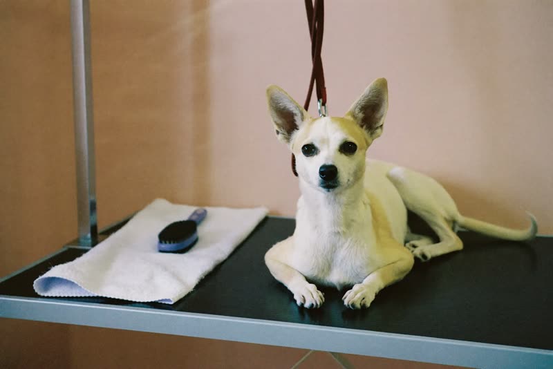 A quiet grooming room with a table, towel and brush